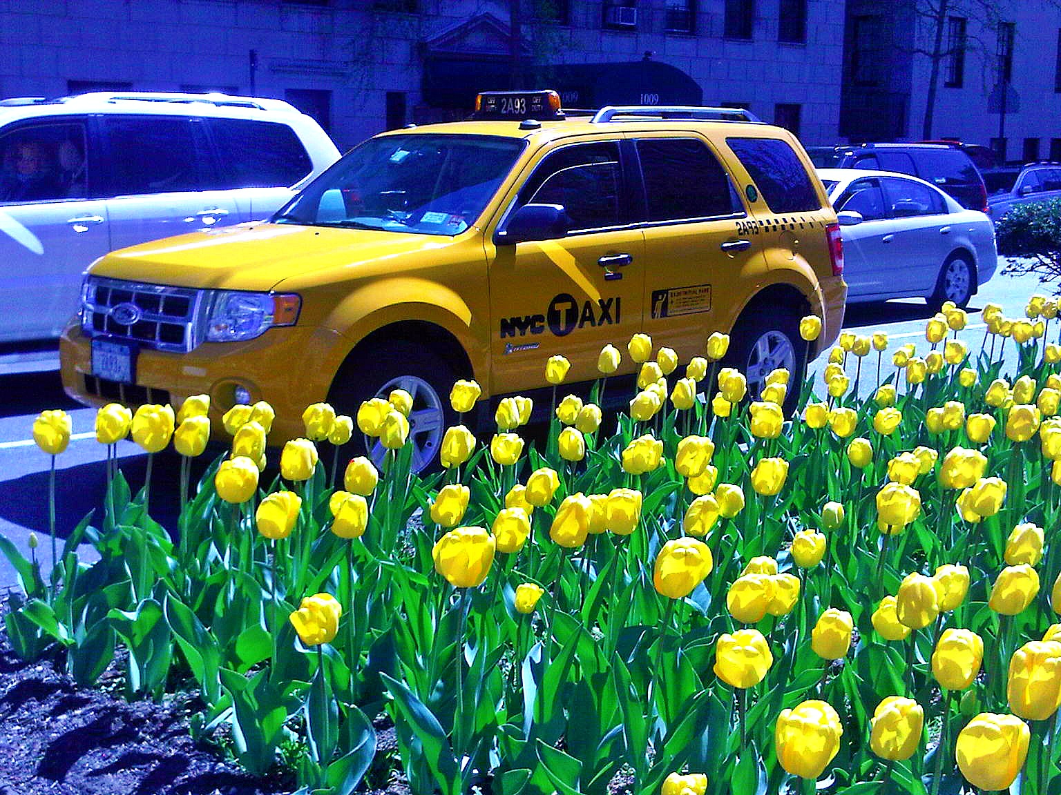 Springtime in New York City