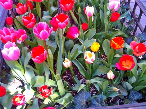 Tulips in New York City
